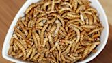 Grinding protein-rich INSECTS into flour could make it 'appeal to Brits'