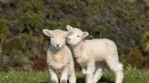 Farmer Hailed a Hero for Rescuing Baby Lambs From Drainage Ditch