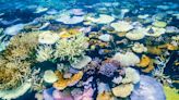 美：暖化令全球珊瑚礁第4次大規模白化