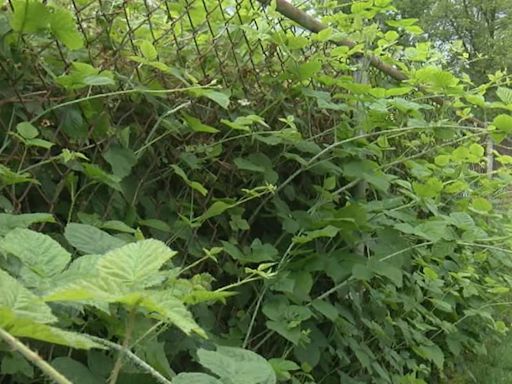 Euclid man asking for relief from overgrown lot