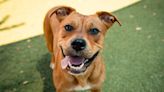 Make haste for the Bridgerton pet adoption promotion in Orange County