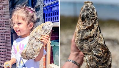 Mersea oyster company finds huge 5.5kg mammoth mollusc