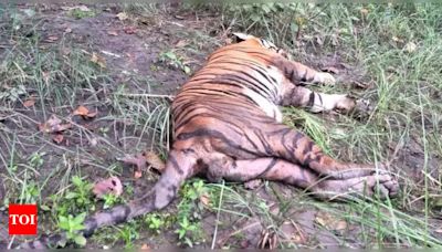 Tiger That Killed 10 People Deaf From Sound Of Firecrackers, Horns | Bareilly News - Times of India