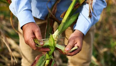 As climate shifts, a leafhopper bug plagues Argentina’s corn fields