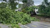 Strong storms down large trees, snap power poles near Atlanta’s Grant Park