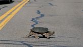 DEC urges NY drivers to watch for turtles during nesting season