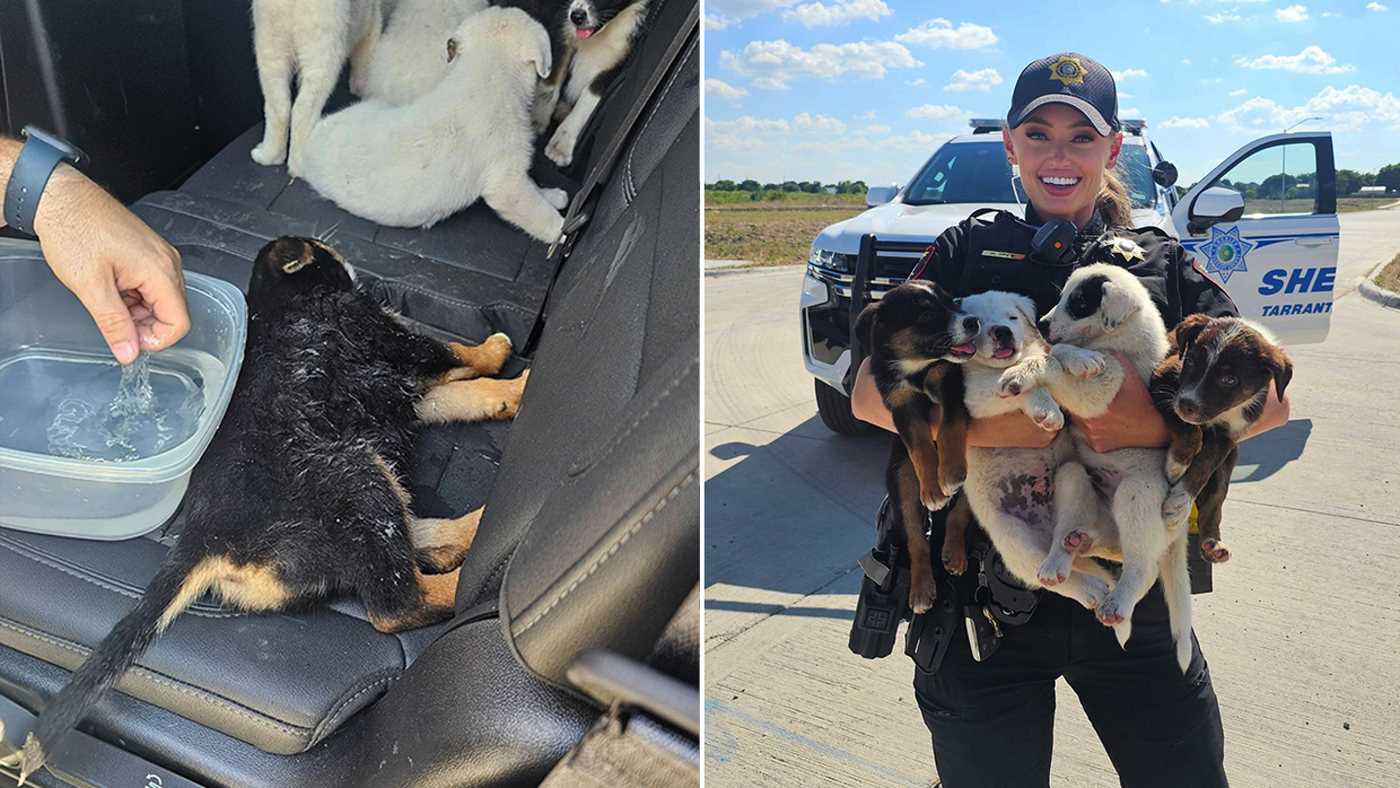 Eight Puppies Abandoned in Sweltering Texas Heat Rescued by Deputies and Ready for New Homes