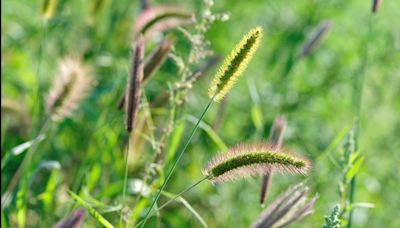 Pet-owners: watch out for foxtail seed pods that can harm your dog or cat this summer