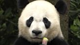 The winner in China’s panda diplomacy: the pandas themselves