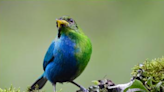 Scientists capture ultra-rare half male, half female bird on camera