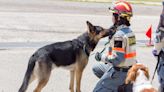 Rescate en Japón: un perro encontró a una adulta mayor atrapada bajo los escombros de su casa tras el terremoto