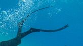 Canadian man found unconscious while spearfishing off Key West dies