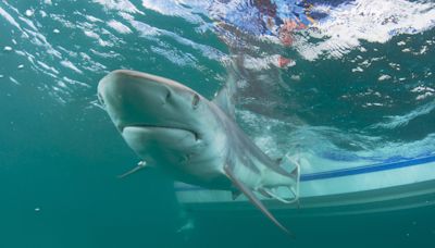 This Florida county is the Shark Bite Capital of the World. How often do bites happen?