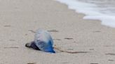 Portuguese man o' war seen on coastal beaches: Nova Scotia Parks