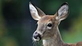 Contaminated deer meat may have caused 2 hunters' deadly brain diseases