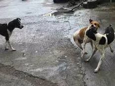 Corporation begins survey of stray dogs in city - News Today | First with the news