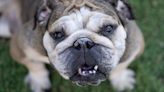 English Bulldog's Funny Way of Telling Parents He's Ready for Bath Time Is Too Cute