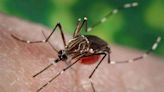 Por quinta semana desciende el promedio nacional de casos confirmados de dengue: los grupos más afectados