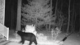 Black bear 'covers a lot of ground' raiding South Kingstown bird feeders