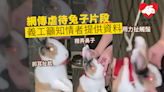 網上流傳年輕人虐待兔子短片 義工籲知情者提供資料