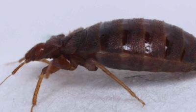 ieExplains: What are bedbugs and how can I avoid them?