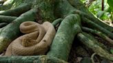 Cómo es la isla de Brasil cerrada para el tursimo por la invasión de serpientes venenosas