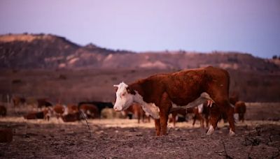 Ted Cruz and Ronny Jackson push legislation to help ranchers who lost livestock in Panhandle wildfires