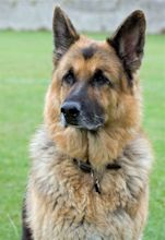 German Shepherd Dog Free Stock Photo - Public Domain Pictures