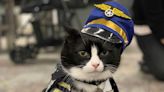 San Francisco Airport Adds First Cat to Its Therapy Animal Team that Comforts Travelers