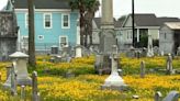 Keep your bluebonnets, Texas. Galveston is coreopsis country.