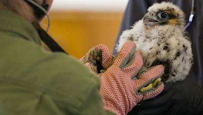 Young peregrine falcons in Pitt's Cathedral of Learning nest learning to fly