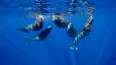 Woman Captures Rare Video of Sperm Whales ‘Cuddling’ and Socializing