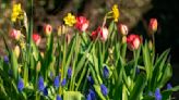10 of the best spring bulbs to plant in fall for a glorious display all season long