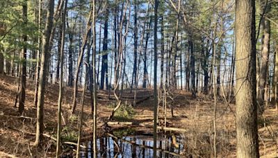 Vernal pool season: How to see fairy shrimp, other wonders in Michigan’s woods