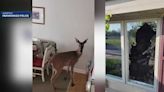 Deer smashes through window at Mukwonago assisted living facility