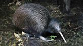 Iconic New Zealand species such as kiwi, moa and takahē are relatively recent Australian “immigrants”