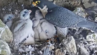 Parks Service launches livestream of Alcatraz Island falcons