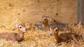 Columbus Zoo and Aquarium announces birth of 'playful and spunky' endangered gazelles
