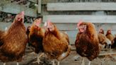 CDC: Five salmonella cases in Arkansas linked to backyard poultry flocks
