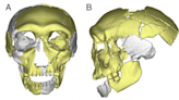 Ancient skull found in China is from 'third kind of human'