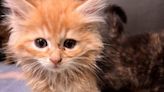 How to celebrate National Adopt a Shelter Pet Day in WNC: Kitten Shower, foster pets