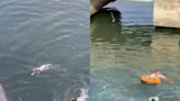 Navy personnel in Lumut praised online for selflessly jumping into sea to rescue puppy (VIDEO)