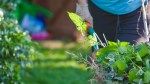 Can You Compost Weeds? Experts Weigh In