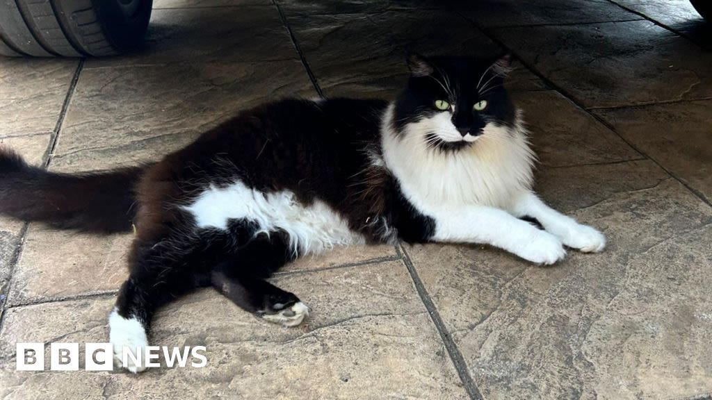 Cat 'returns from dead' four days after Thornaby cremation