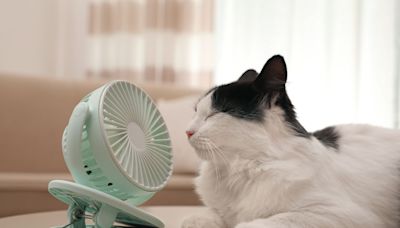 3 Vet-Approved Tips to Keep Cats Cool in the Summer Heat