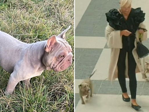 My 'beautiful dog' was killed by neighbour's pet - and she blamed a TODDLER