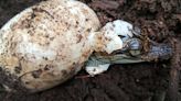 El hallazgo sobre cocodrilos más importante en 20 años: se encontraron más de 100 huevos de una especie en peligro de existinción