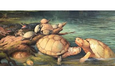 En Boyacá hallan fósiles de tortuga gigante, clave para el pasado acuático de Suramérica