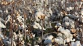 U.S. and Global Cotton Projections: Higher Stocks and Stable Trade