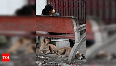 Stray dogs kill girl trying to save her 2-year-old brother in Kanpur | Kanpur News - Times of India